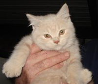 kitten