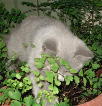 kitten
