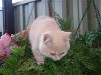 kitten