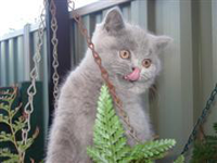 kitten
