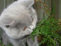 kitten
