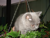 kitten