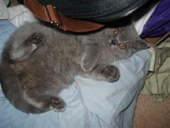 kitten