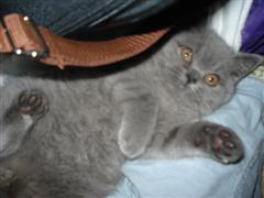 kitten