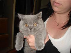 kitten