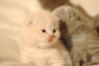 kitten