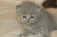 kitten