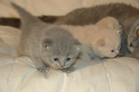 kitten