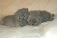 kitten