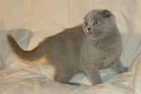 kitten