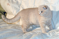 kitten