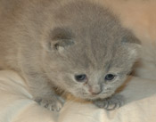 kitten
